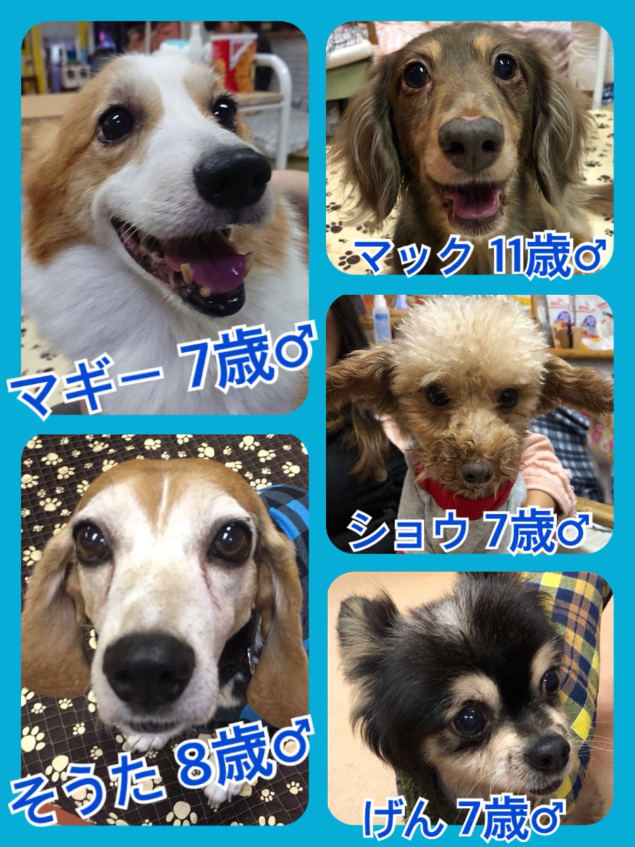 🐾今日の里親様募集中ワンコ🐶メンバーです🐾2018,9,27